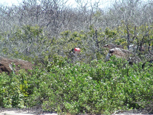 Ecuador. Las Galápagos